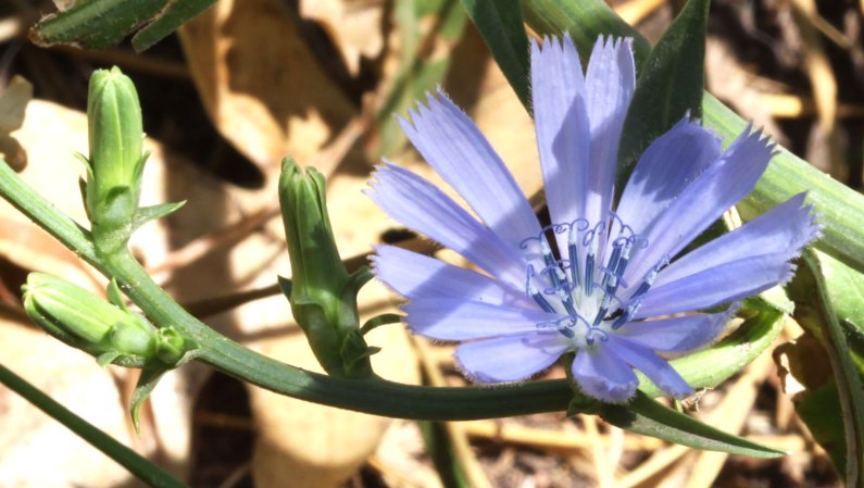 How to identify Chicory