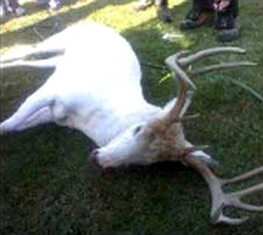 Hunter Shoots White Buck in Wisconsin, Starts Local Controversy