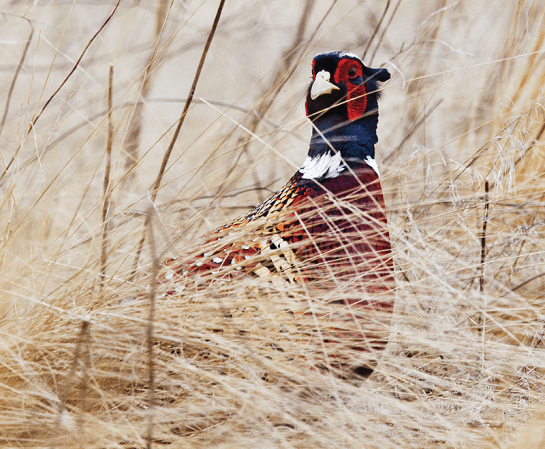 Pheasant Hunting: How to Thwart Rooster Ruses