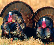 What Does a Mild Winter and Warm Spring Mean for Turkey Hunting?