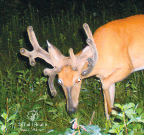 Some hunters blame "genetics" for weird antlers when in most cases injuries are the cause.