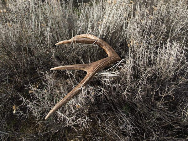 4 Shed Hunting Experts Told Us Their Strategy for Finding Antlers