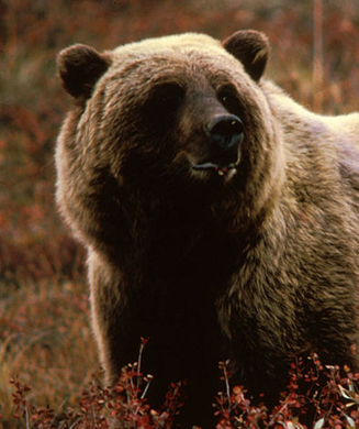 Best Grizzly Defense: Bear Spray or Gun?