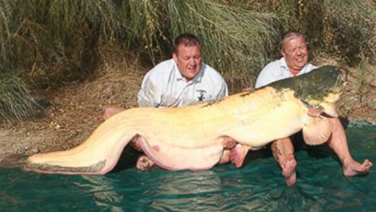 206-Pound Albino Wels Catfish Could be a World Record