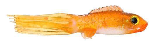 Northland Fishing Tackle slurpie goldfish panfish