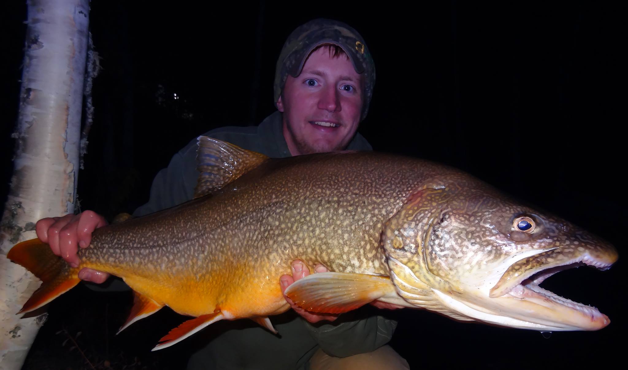 Alaska lake trout