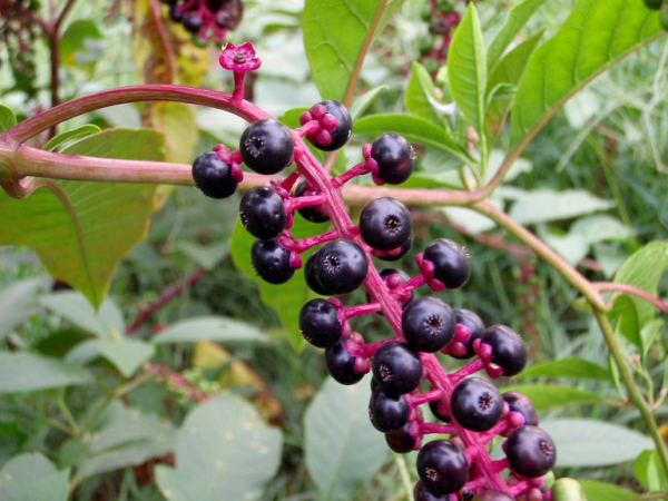 3 Toxic Wild Berries You Should Never Eat
