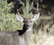 How Many Subspecies of Whitetail Deer are there in the U.S.?