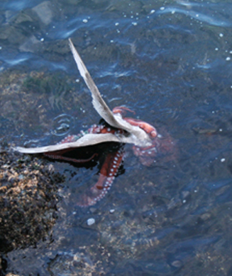 PHOTOS: Pacific Octopus Eats Seagull, First Time Ever Photographed