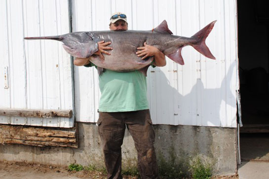 127-Pound Paddlefish Breaks SD State Record That Stood for 35 Years