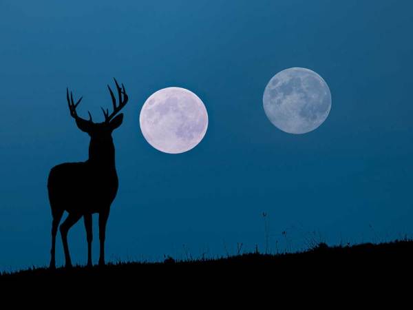 Why I Hunt the Whitetail Rut by Moon Phase—and You Should Too | Outdoor Life