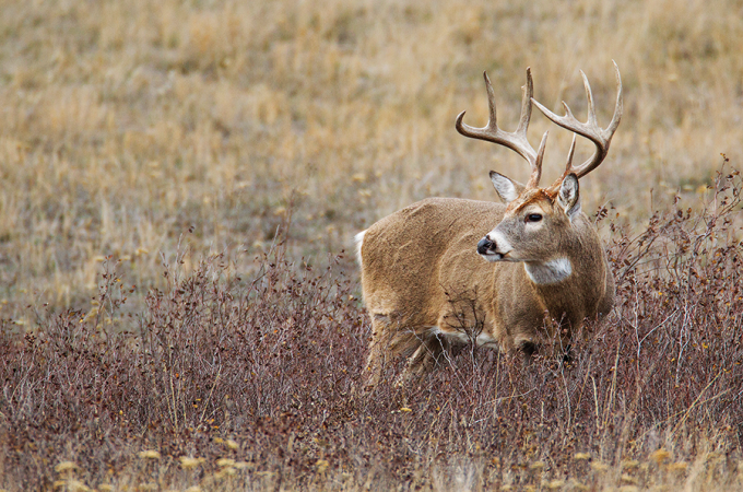 Whitetail Deer: 5 Essential Shooting Skills