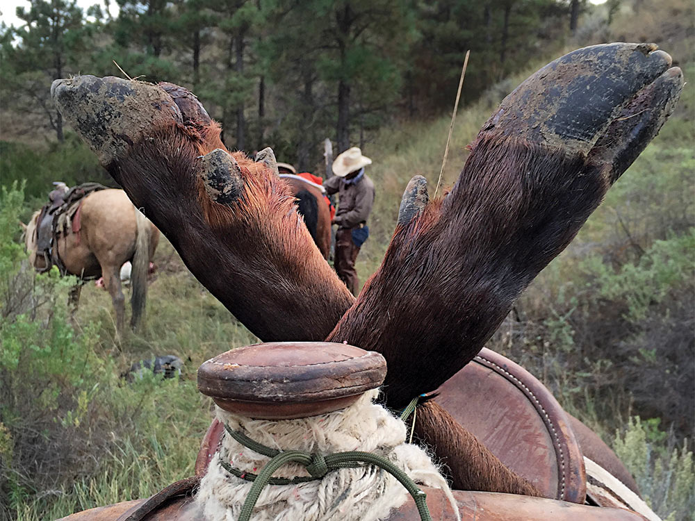 two elk feet over a pack horse saddle