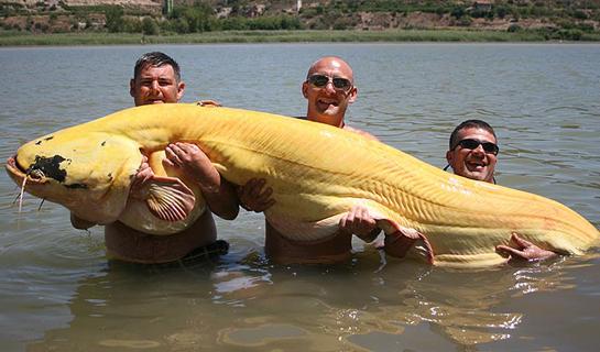 World Record Albino Catfish Pulled from the River Ebro in Spain
