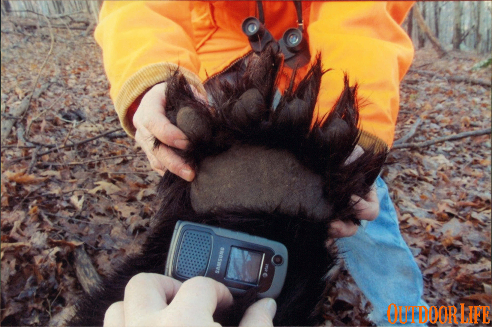 New Potential World Record Black Bear Shot in Pennsylvania