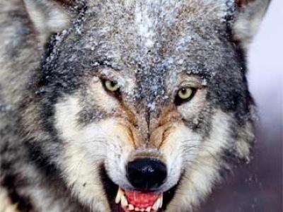 Wolf and coyote (a.k.a. prairie wolf) attacks on humans are becoming more common.