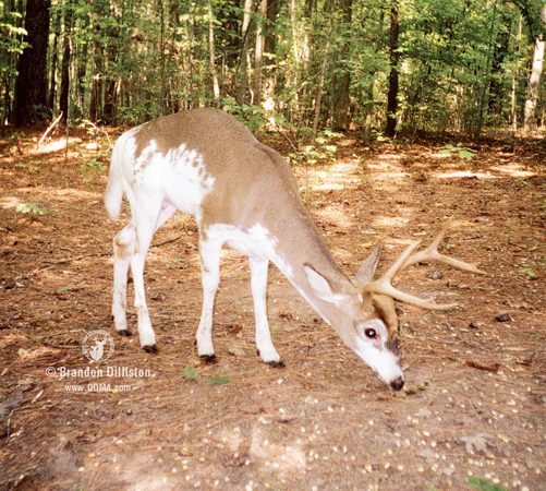 Piebald deer may also display other unique traits.