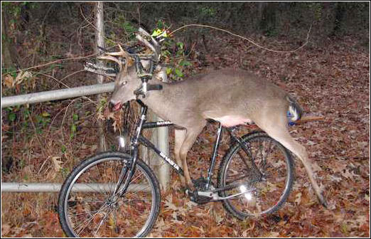 Wheel the deer out.