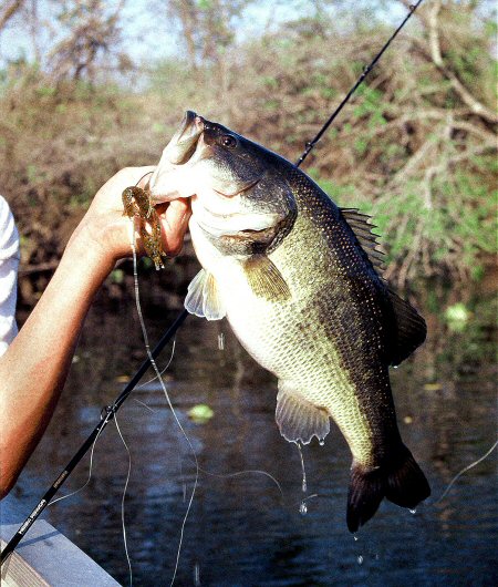 11 Great Spring Fishing Rigs