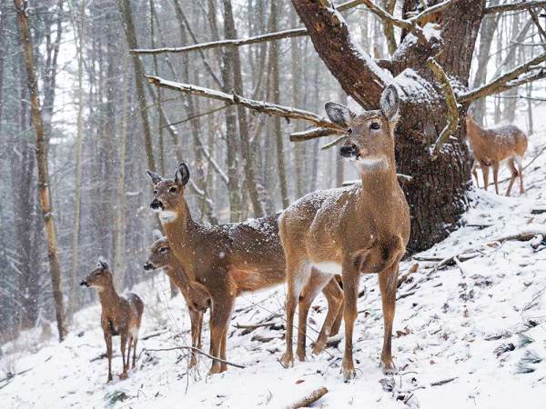 3 Tactics for Hunting Wary Does This Winter