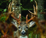 Deep-Woods Deer Hunting Tactics for Big Bucks