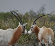 Texas Scimitar-Horned Oryx Hunt