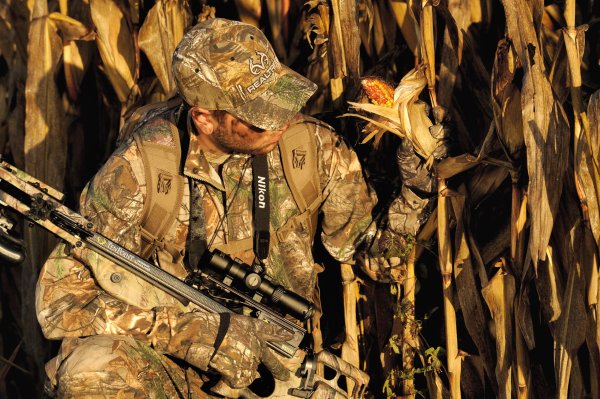 Do Deer Prefer Non-GMO Corn?
