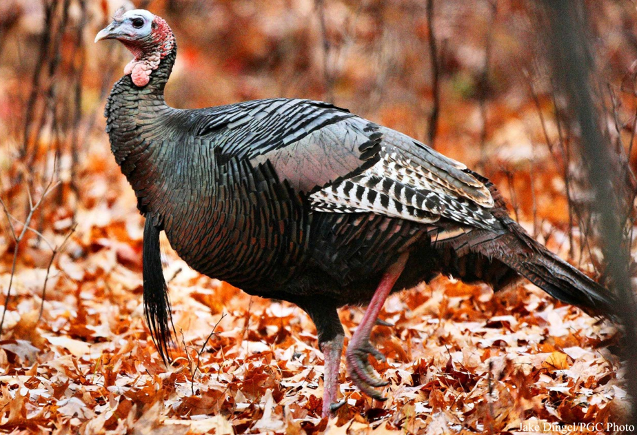 Wild Turkeys vs. Waterfowl