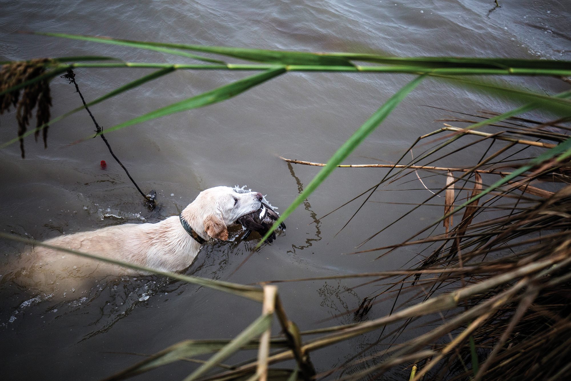 retrieving ducks