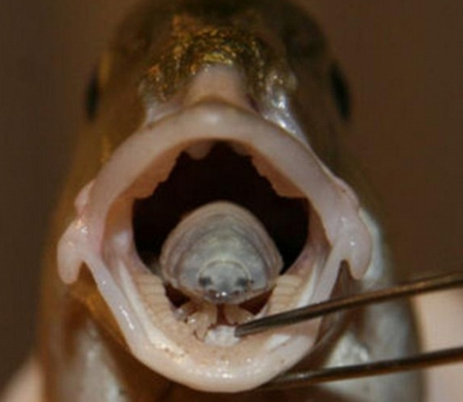 Tongue-Eating Parasite Killing Bream in Europe