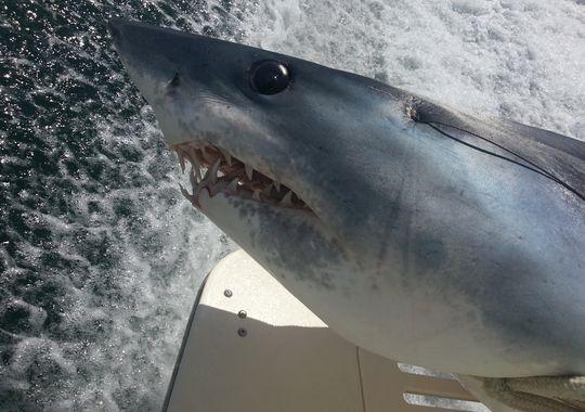 Bowfisherman Arrows World-Record Mako Shark