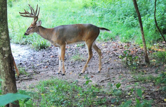 How to Scout for Summer Whitetails
