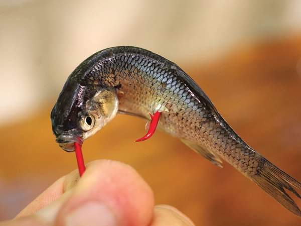 Use These 5 Dirty Tricks for Lures to Catch More Catfish