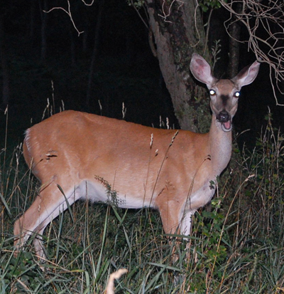 10 Steps to Better Deer Hunting