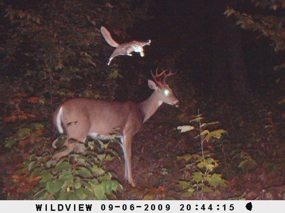 This young buck is about to be very startled by a flying squirrel.