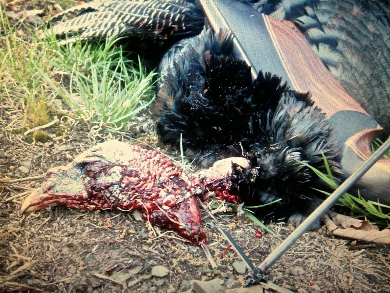 decapitated turkey