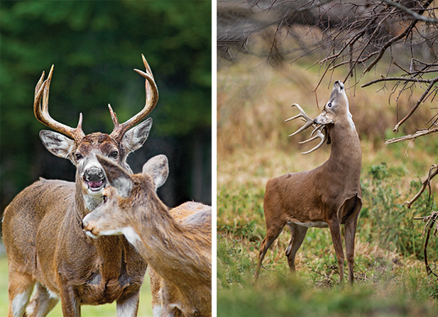 Whitetail Deer: Six Things You Should Know About the Rut Pregame