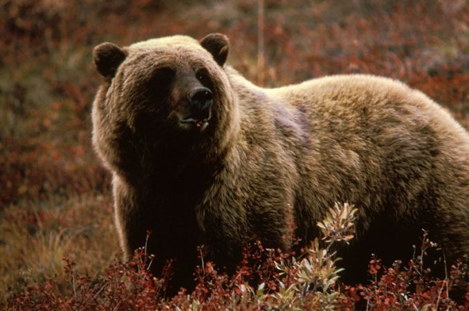 Fatal Bear Attack Near Yellowstone