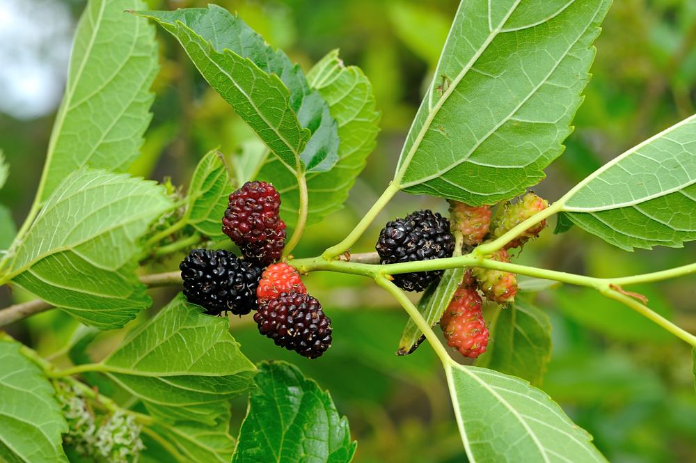 wild mulberries on a branch