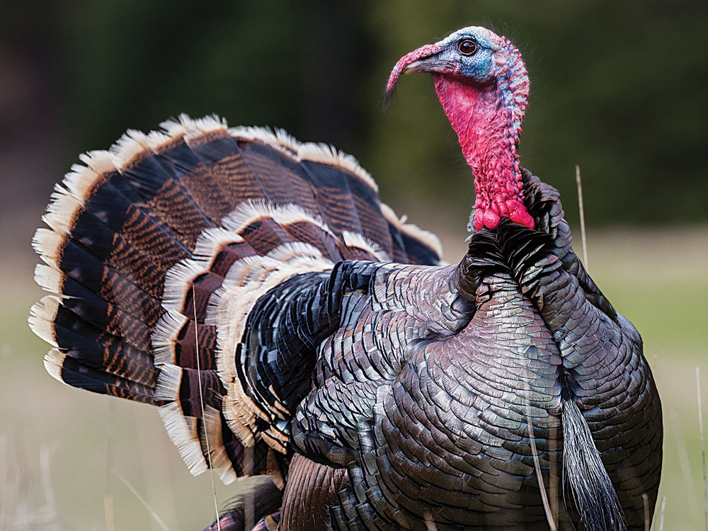nebraskan turkey hunting tour