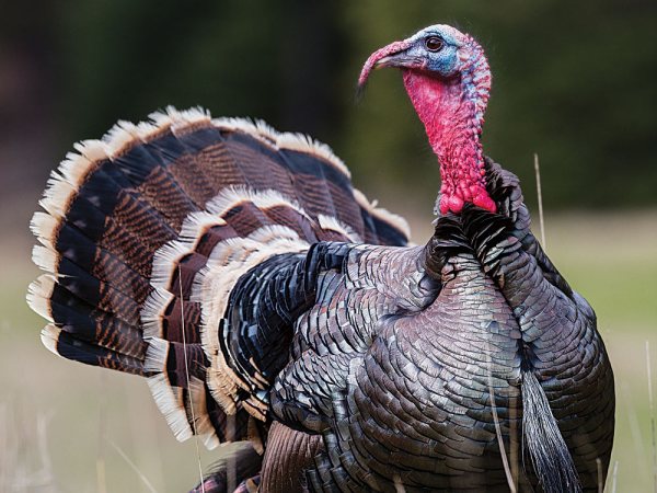 Are Nebraska's Wild Turkey Species All Becoming Hybrids?
