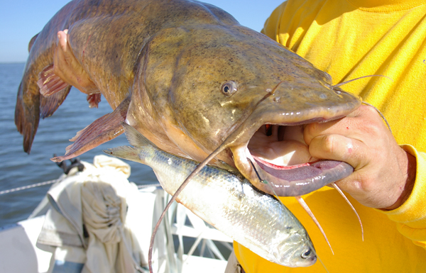 httpswww.outdoorlife.comsitesoutdoorlife.comfilesimport2014importImage2009photo7Flathead_catfish_001_0.JPG