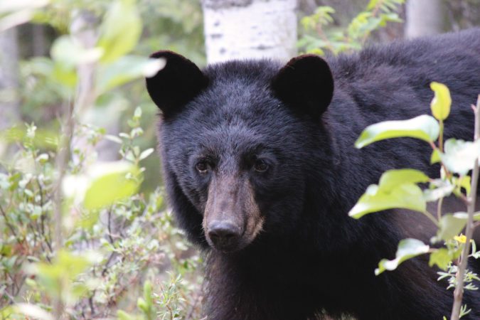 Bear Hunting: 3 Steps for Overcoming the Bear Shakes
