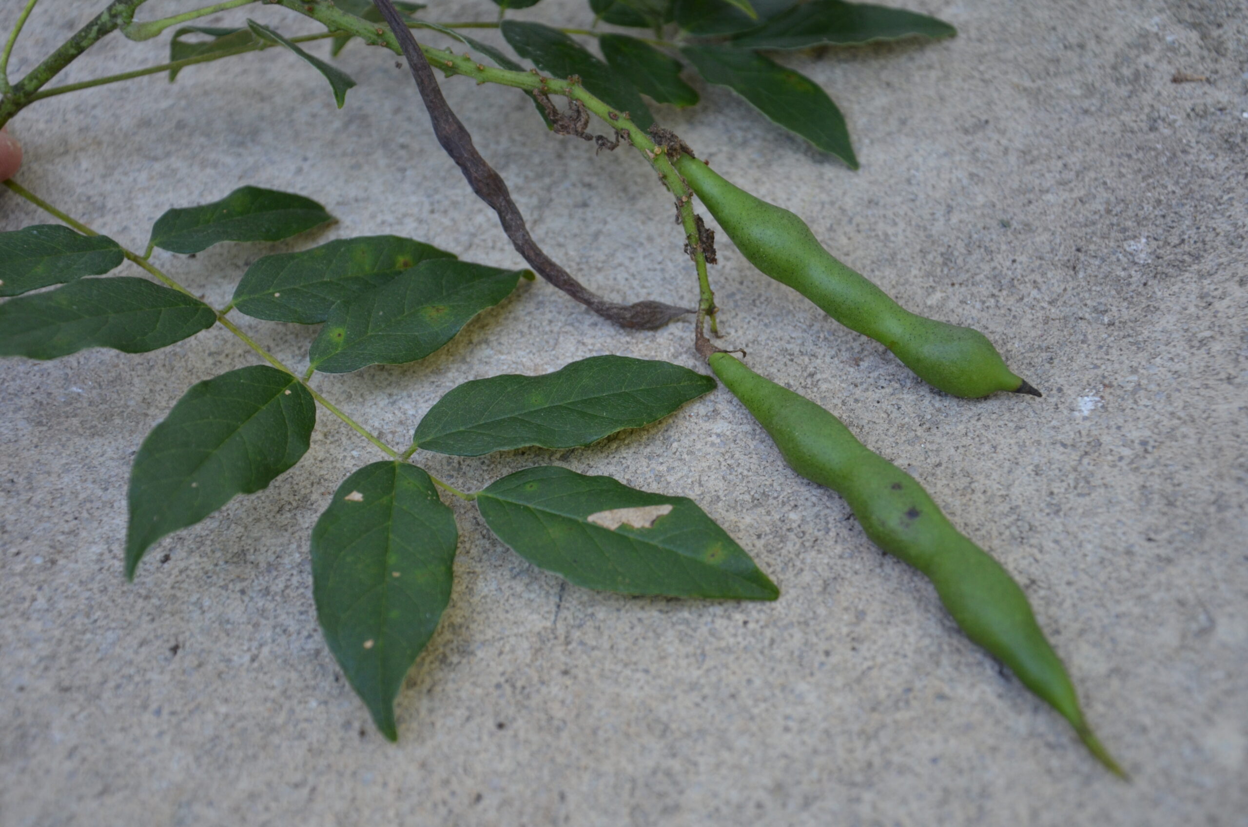 wisteria pods