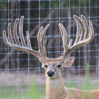 Deer Breeding: Are Whitetails Wildlife or Livestock?