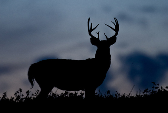 Best Times to Deer Hunt: When You Need to be in Your Stand this Fall