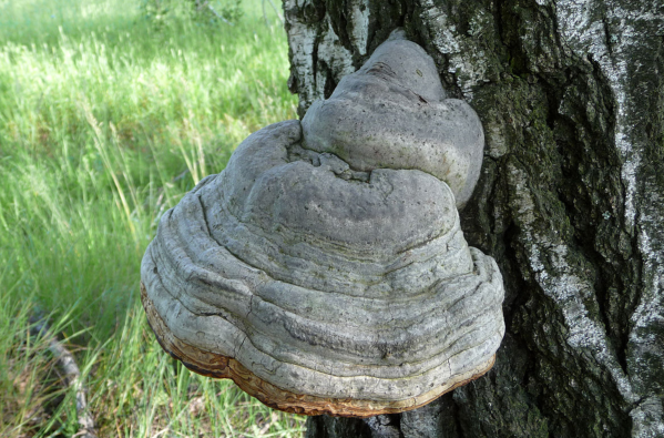 You Can Use These 2 Kinds of Tree Fungus for Fire Tinder