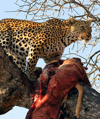 Hunting Africa: Where to Plan a Hunt on the Dark Continent