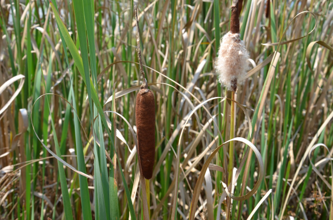 Survival Skills: 3 Late Summer Survival Uses For Cattail