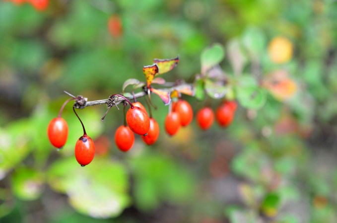 Survival Skills: How to Identify Toxic and Edible Red Berries